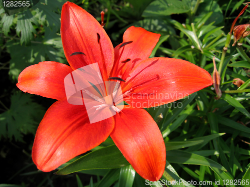 Image of beautiful red lily