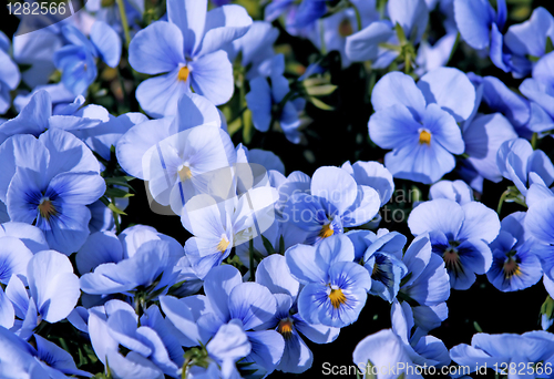 Image of beautiful violet flowers background