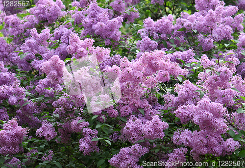 Image of blossoming lilac