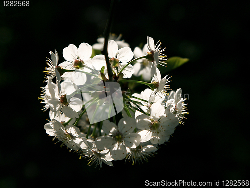 Image of branch of blossoming tree 