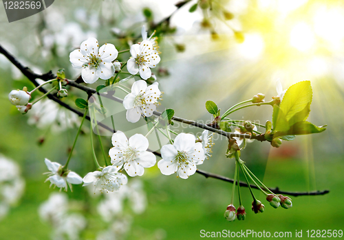 Image of branch of a blossoming tree