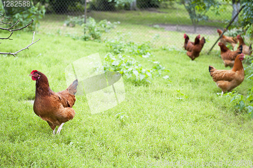 Image of Hens