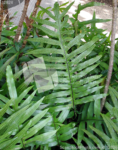 Image of Hawaiian Flora