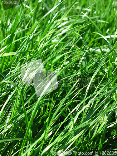 Image of fresh grass background