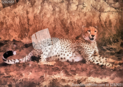 Image of Cheetah resting