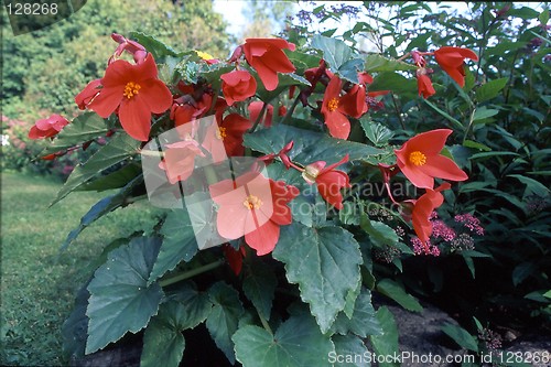Image of Red flowers