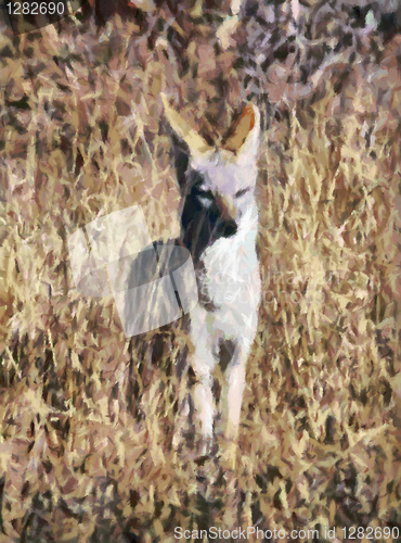 Image of Jackal Pose