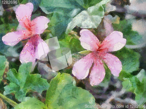 Image of Oil Painting of Malva Flowers