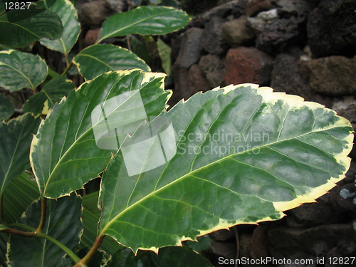 Image of Hawaiian Flora-Broadleaf