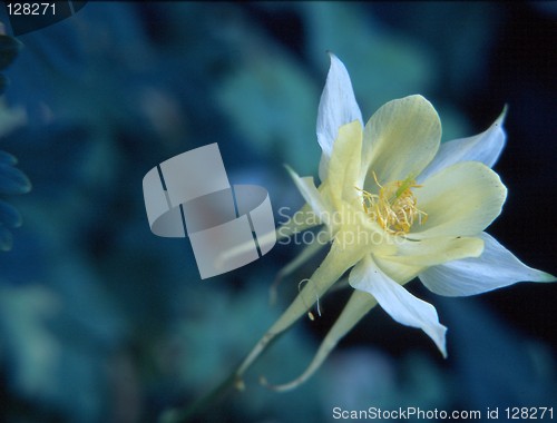 Image of Flower