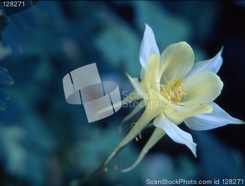 Image of Flower