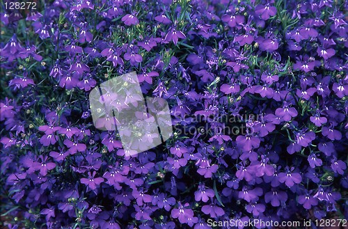 Image of Lobelia