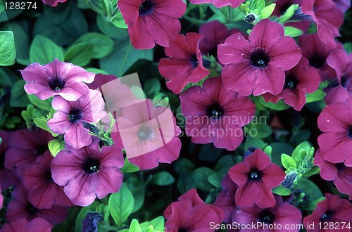 Image of Flowers