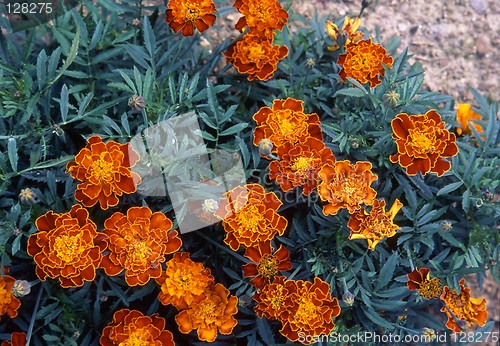 Image of Tagetes