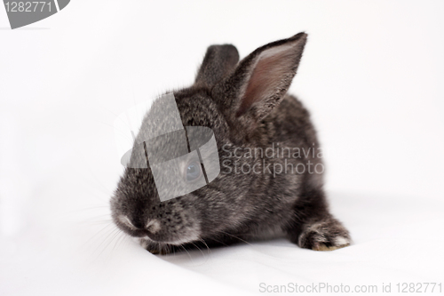 Image of little rabbit