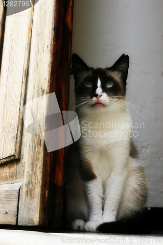 Image of Lazy Cat