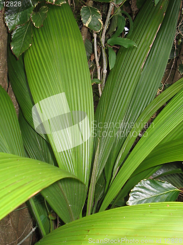 Image of Hawaiian Flora