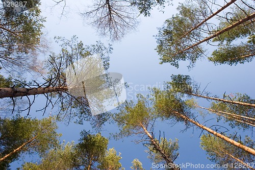 Image of Pine tree forest