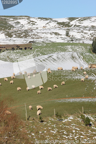 Image of Winter pasture