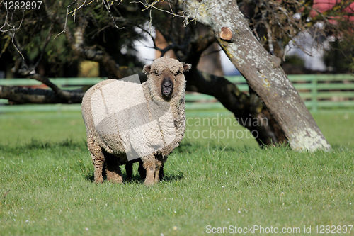 Image of Coloured sheep