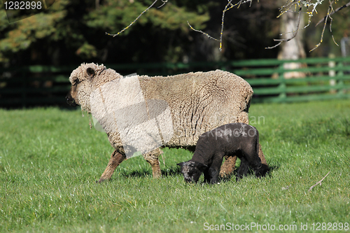 Image of Coloured sheep and lamb