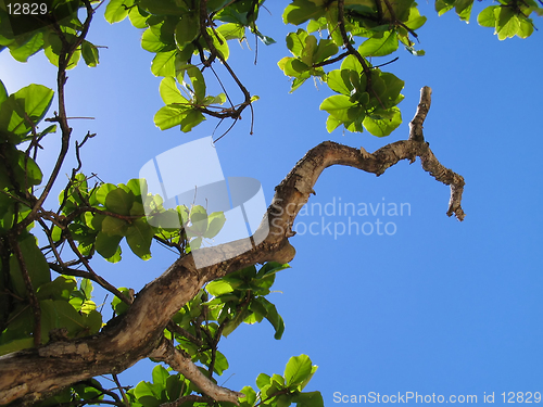 Image of Skyward Macadamia Nut