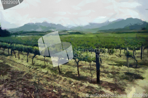 Image of Vineyard