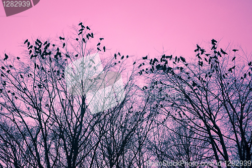 Image of Birds and trees