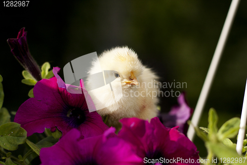 Image of Chicken on a flower