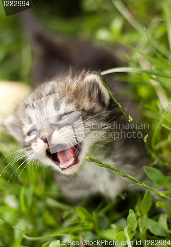 Image of nervous kitten