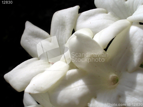 Image of Madagascar Jasmine - Stephanotis Floribunda