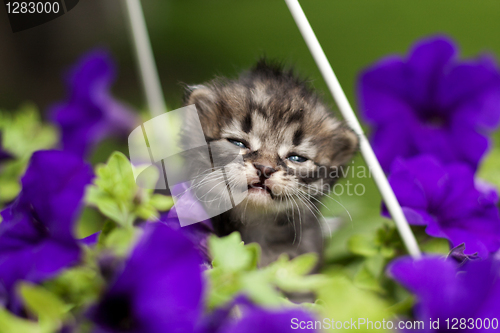 Image of kitten in flowers