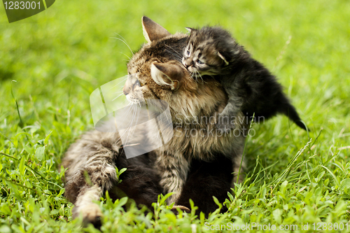 Image of female cat and her kittens