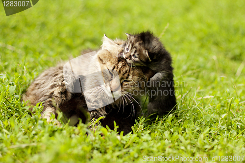 Image of female cat and her kittens