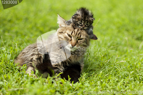 Image of female cat and her kittens