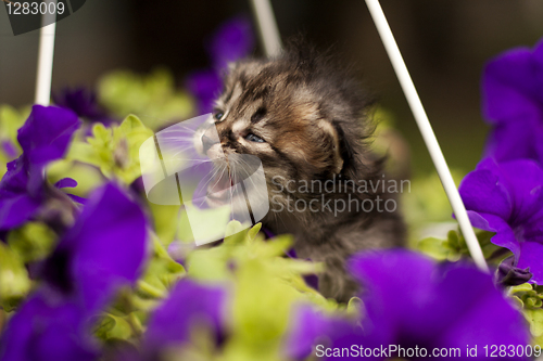 Image of kitten in flowers