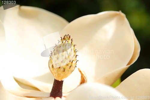 Image of Magnolia Grandiflora Flower