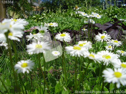 Image of daisy in the garden