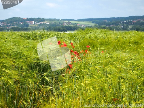 Image of Barley Field 