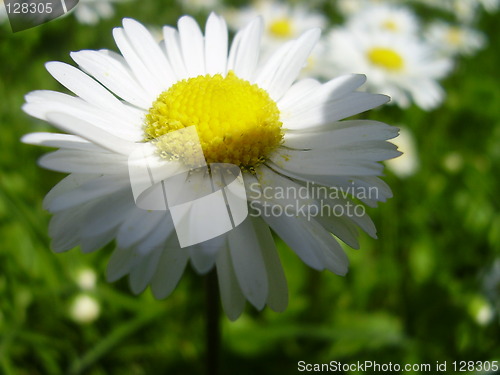 Image of daisy