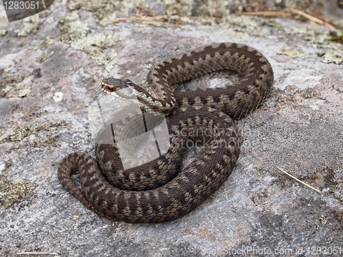 Image of European Adder 