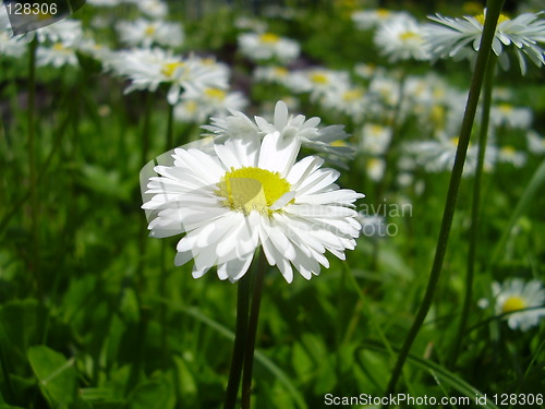Image of daisy