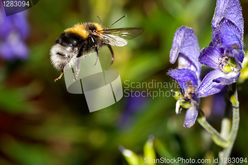 Image of bumble bee