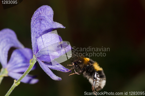 Image of bumble bee