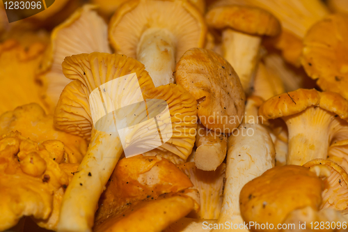 Image of chanterelles