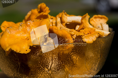 Image of chanterelles