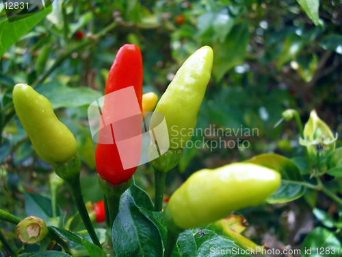 Image of Ornamental Peppers