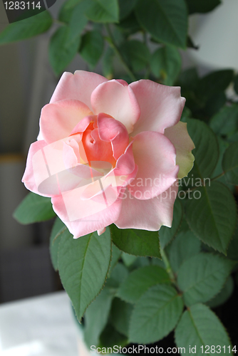 Image of beautiful pink rose