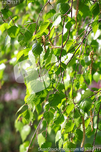 Image of branch of a birch tree