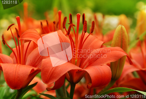 Image of beautiful red lily